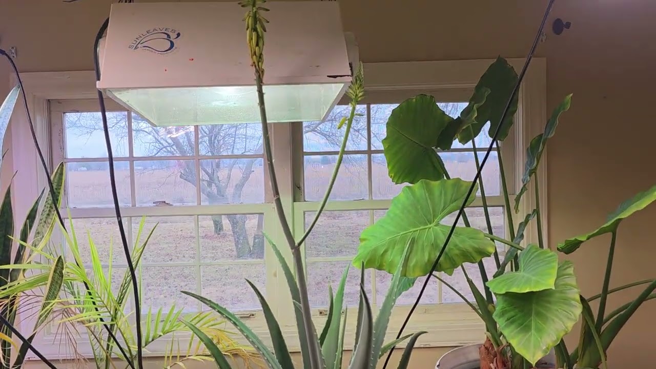 Double blooming giant Aloe 