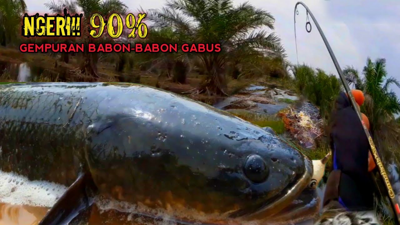 DASYATT‼ GEMPURAN GABUS BABON KEMBALI TERJADI PADA SAAT CASTING IKAN GABUS #AS-156