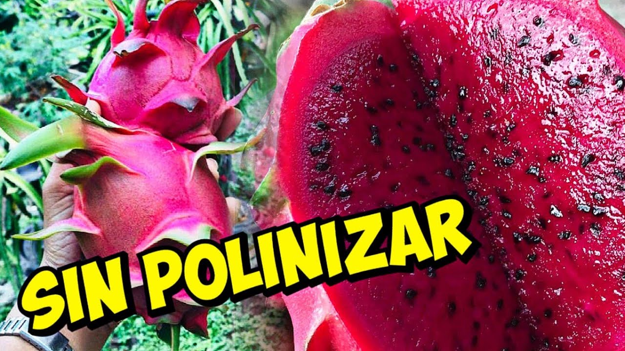 Pitahaya Roja Que Produce Frutos Sin Tener Que Polinizar ( Auto Fértil )