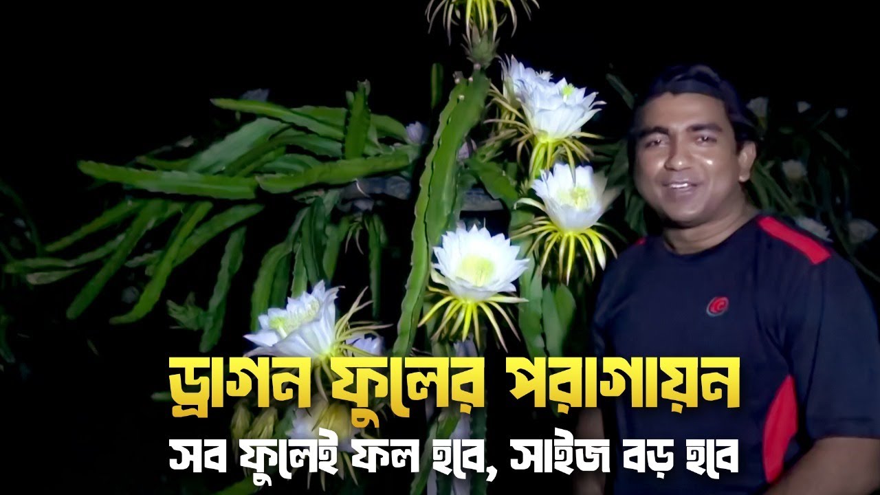 ড্রাগন ফুলের পরাগায়ন(Dragon Flower Hand Pollination )-সব ফুলেই ফল হবে, সাইজ বড় হবে...