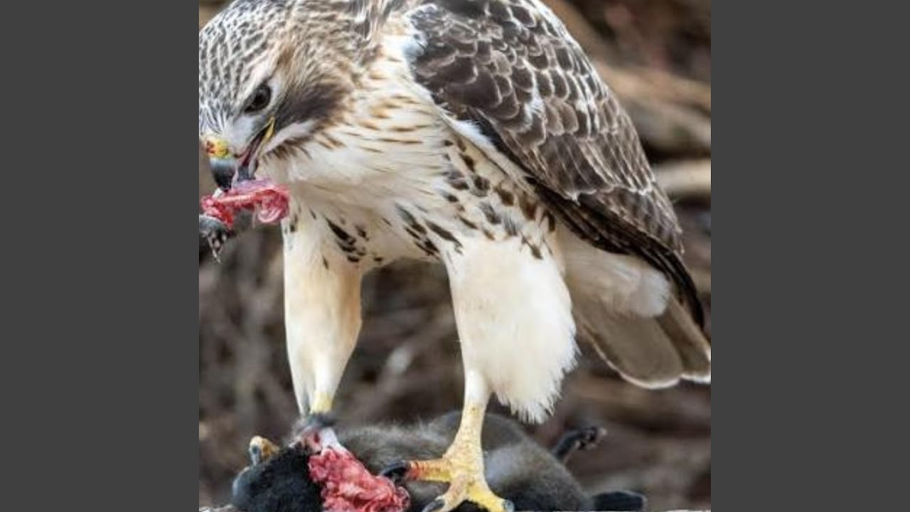 Hawks Hungry