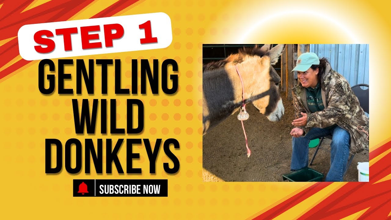 Creating a Connection with Your Wild Donkey  | Taming the Wild