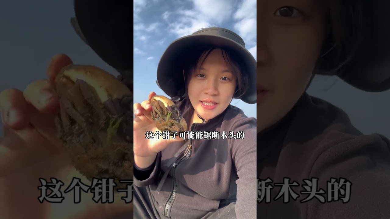 带大家去看看真实的赶海能抓到什么海货，赶海会上瘾的，小芬怀孕都阻挡不住要去，今天退大潮，学长妈妈约上亲朋好友都过来一起干活，一到地方就抓到了虾和鱿鱼墨鱼#赶海 #广东 #湛江 #家庭日常