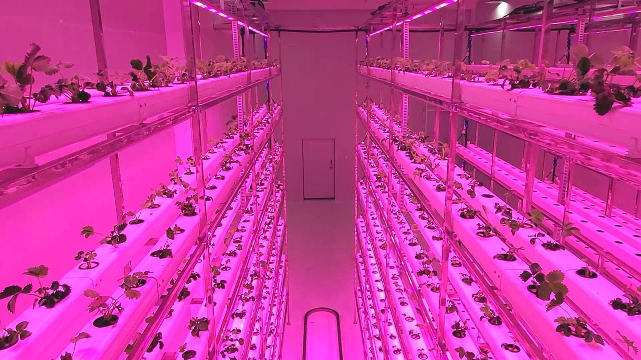 7layers NFT Vertical Farm strawberry