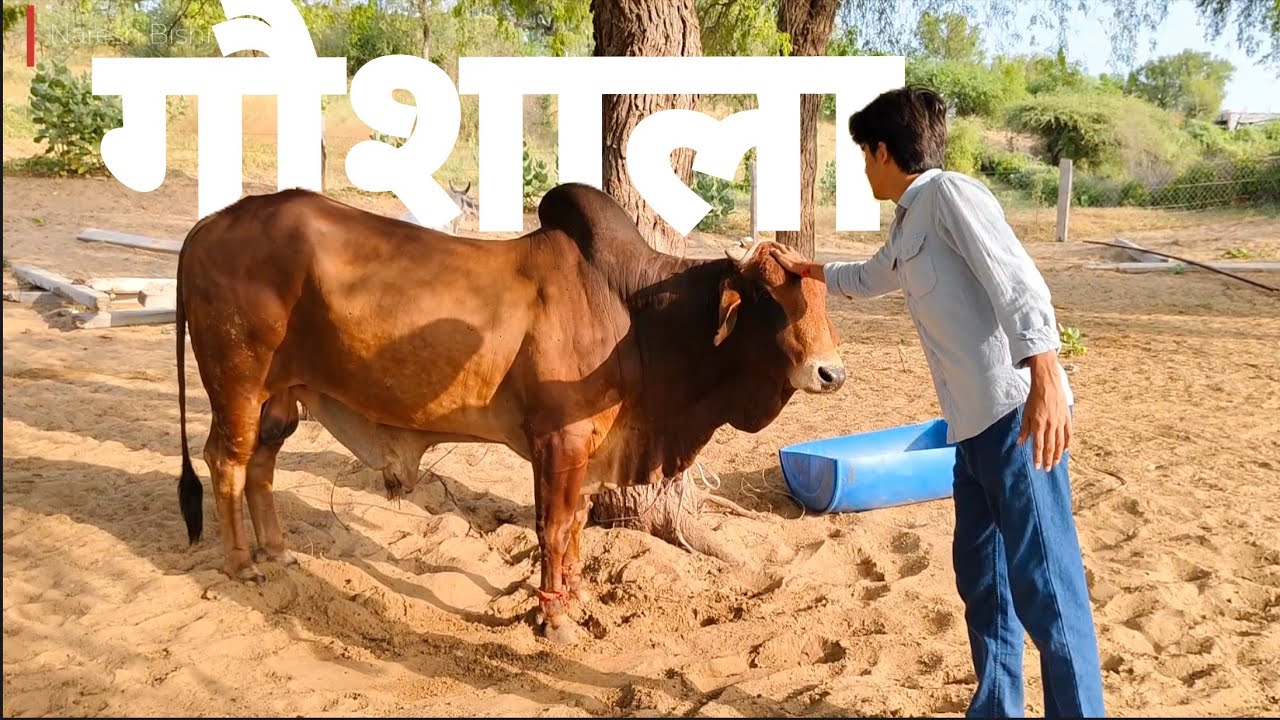 Gaav ki gausla 🐄  ||Naresh Bishnoi ||