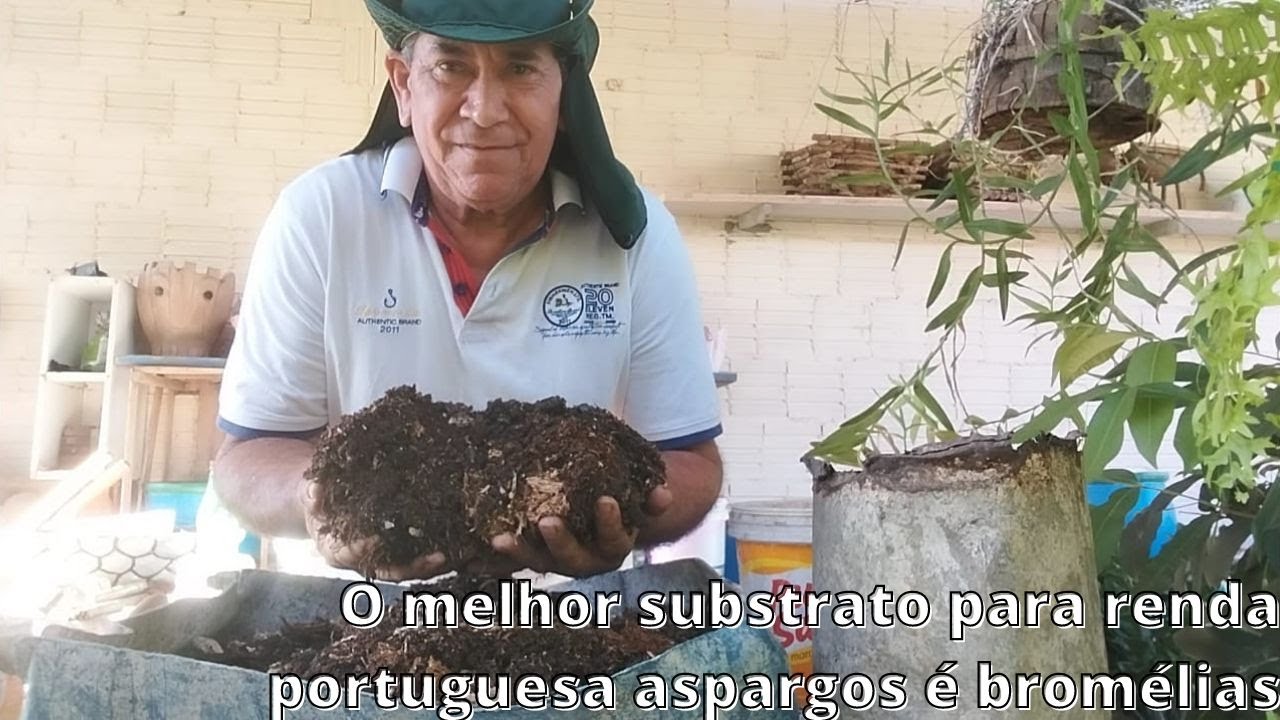 O melhor substrato para renda portuguesa aspargos é bromélias!