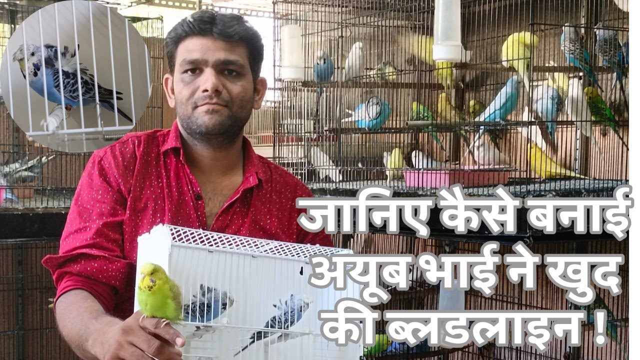 Big Hagaromo Budgies Mutation Working | Hogoromo cross Holland budgerigar