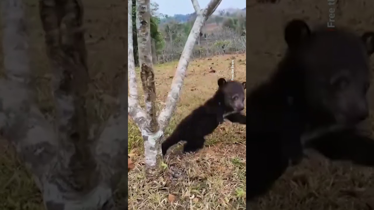 Two bear cubs rescued from illegal Laos wildlife trade