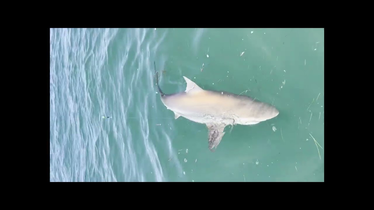 western port fishing gone mad.?? sharks and whiting.