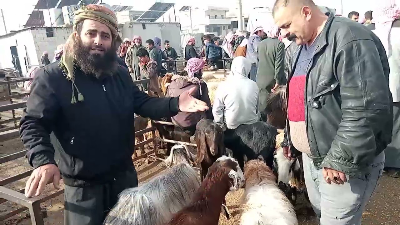 قناة زياد العموري للمواشي سوق جبرين حلب سعر الغنام والخروف لااتنسو الاشتراك بالقناه 2026/2/10