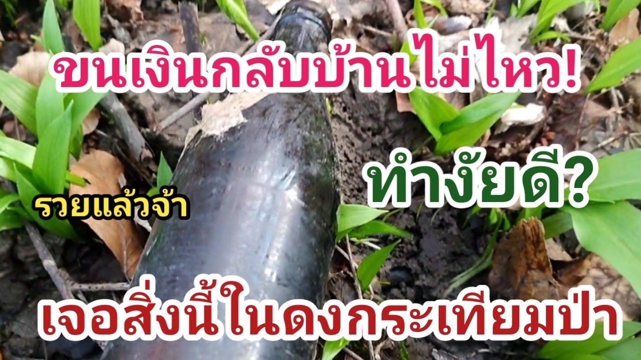 เมีย-ฝรั่งเก็บขวด! ตั้งใจไปเก็บกระเทียมป่า ระหว่างทาง เงินนอนรอเพียบ เก็บสิคะรอทำไม?รวยๆๆ|01.03.2024