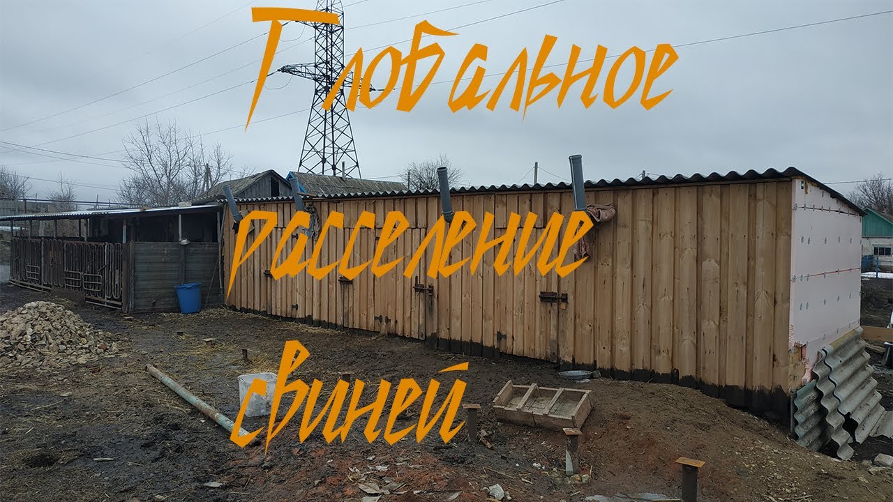 Расселение свиней. Свиноматки. Отбиваю поросят.