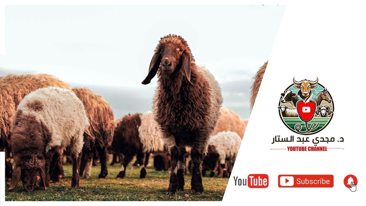 أسوأ خروف تسمين فى مصر حاليا هو البرقي