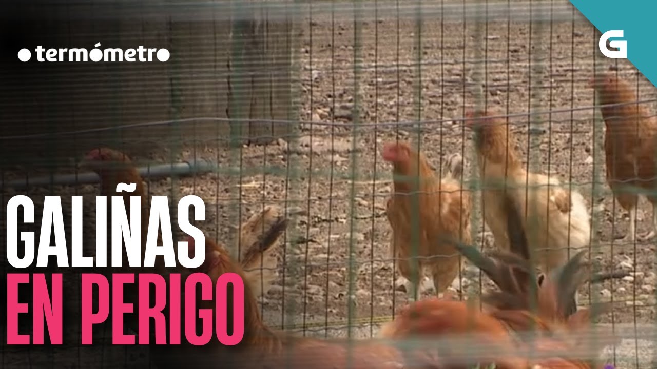 GALI&Ntilde;AS ENCERRADAS pola GRIPE AVIARIA | O TERM&Oacute;METRO