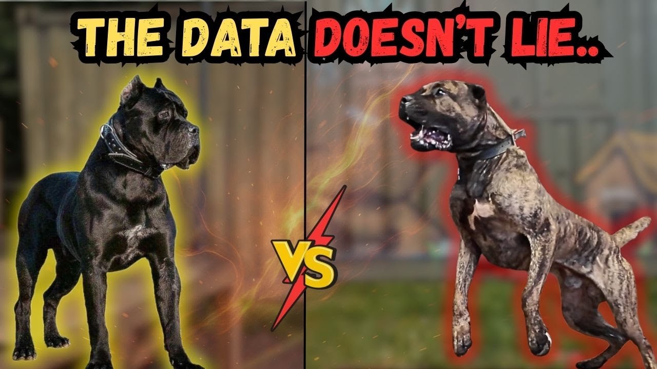 Presa Canario vs Cane Corso - Bite Force Dynamics