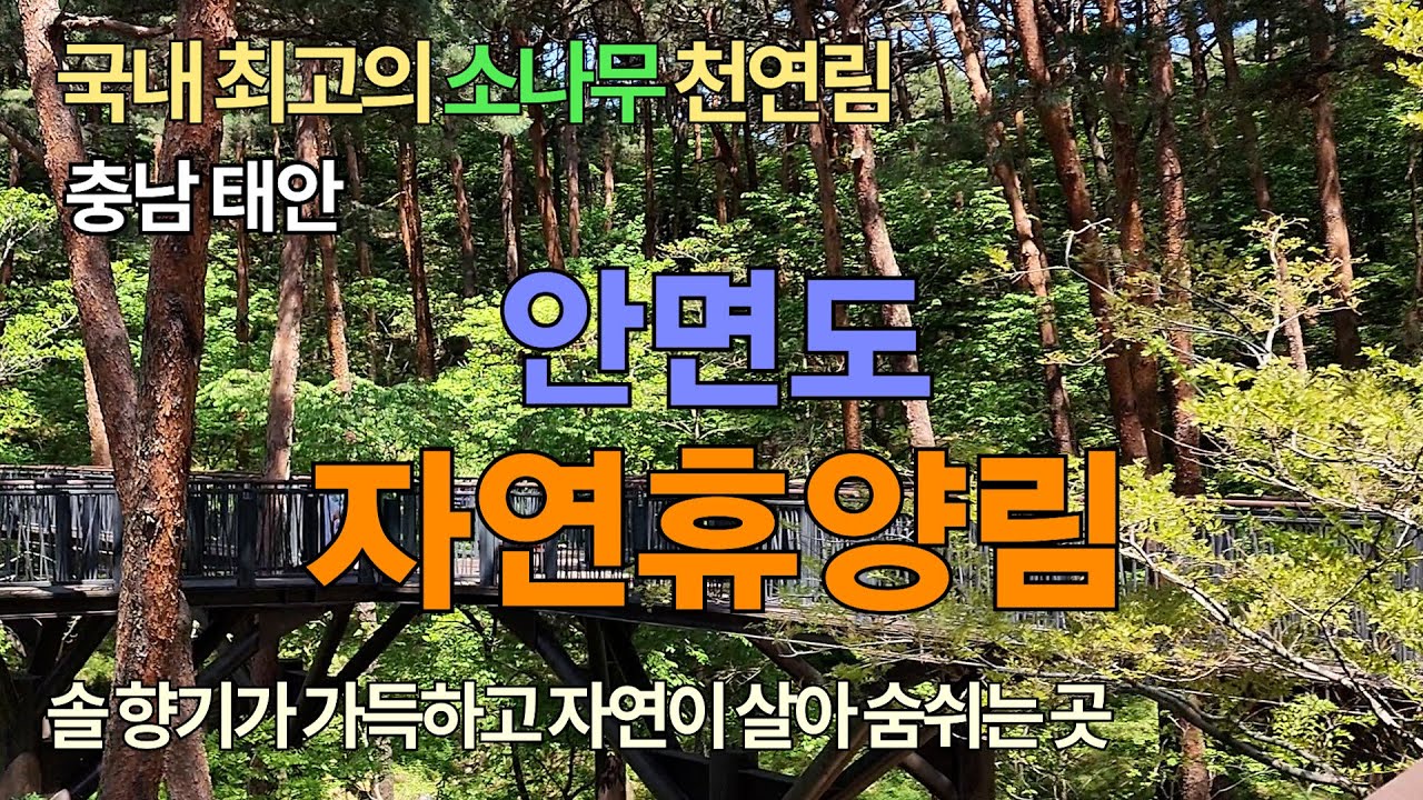 안면도 자연휴양림 (4K UHD), 충청남도 태안 | 국내 최고의 소나무 천연림, 국내 유일의 안면송 집단 자생지, 숲속의 집, 서해 섬 여행지 추천