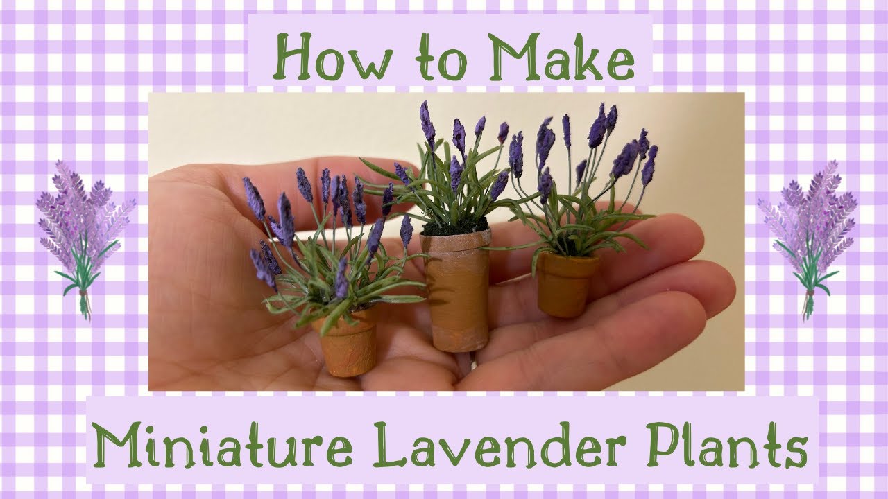 How to make Miniature Lavender with Step-by-step Instructions!  #lavender #miniature #plant