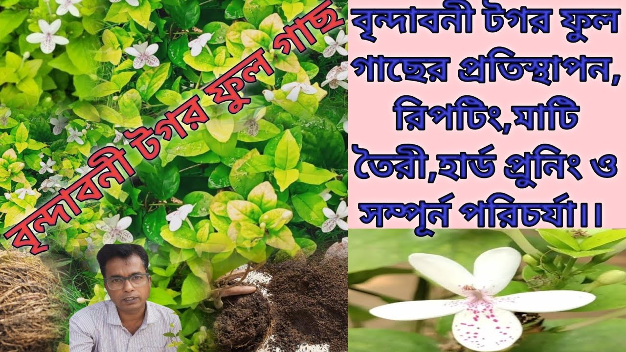        বৃন্দাবনী টগর ফুল গাছের প্রতিস্থাপন, রিপটিং,মাটি তৈরী,হার্ড প্রুনিং ও সম্পূর্ন পরিচর্যা।।