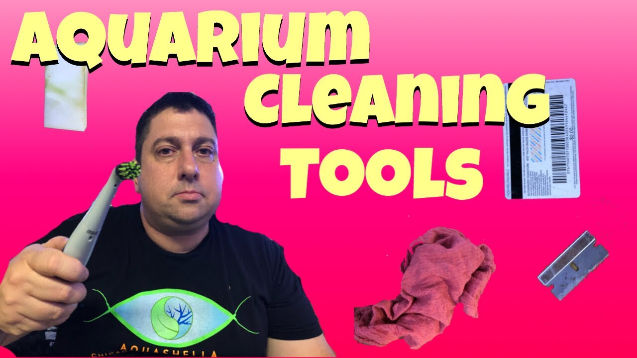 Fish Tank Cleaning Hacks