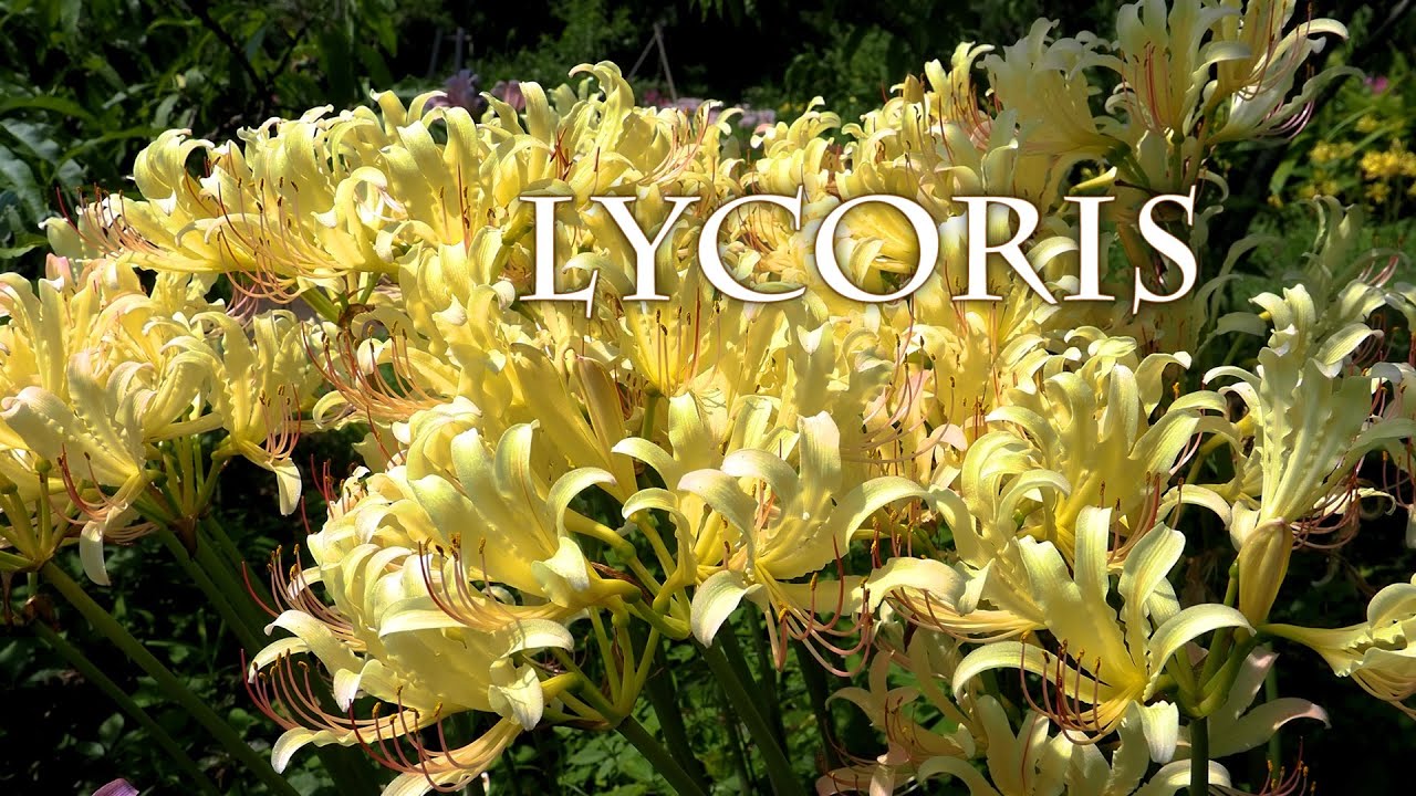 Summer is almost over. Lycoris flowers started to bloom around the Tokyo metropolitan area.