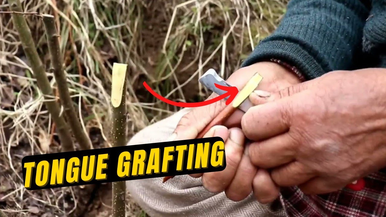 Tongue Grafting सबसे जल्दी घाव को पूरा कर देती है।