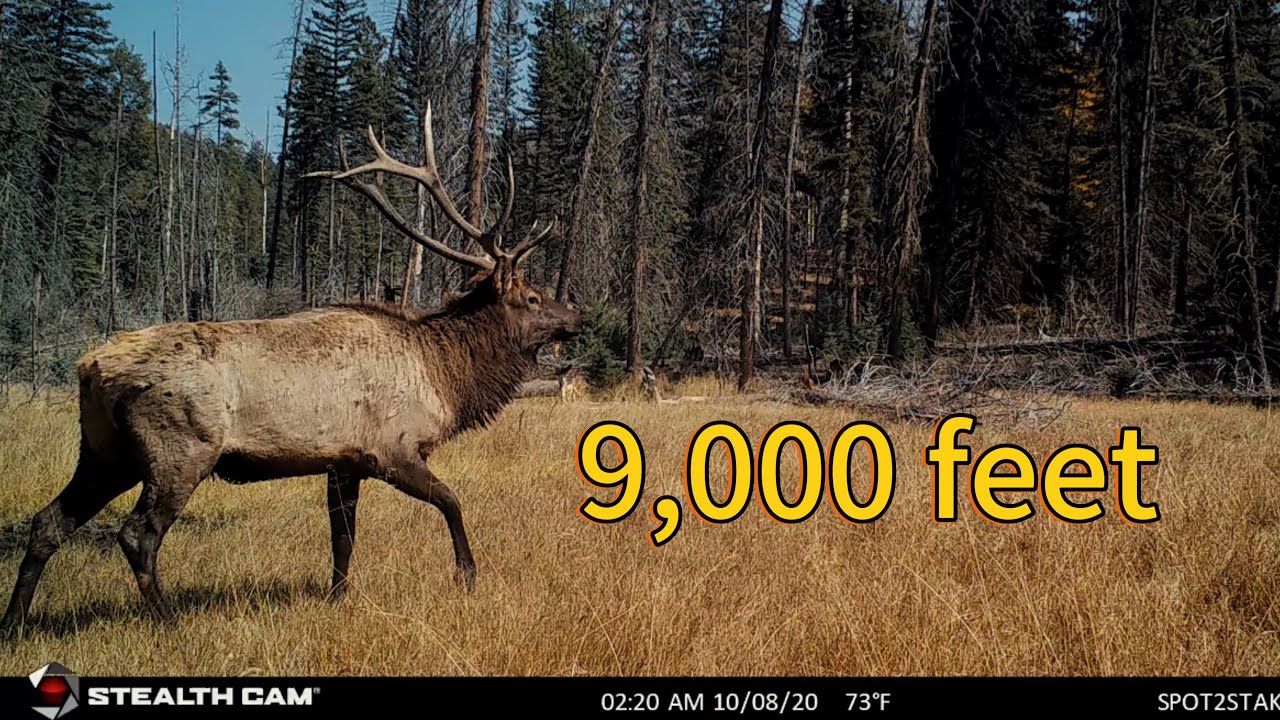 I left a camera at 9,000 feet elevation in the woods 