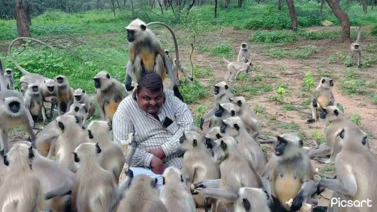 કપિરાજ મારા માથે ચડી ગયા Kapiraj climbed on my head.