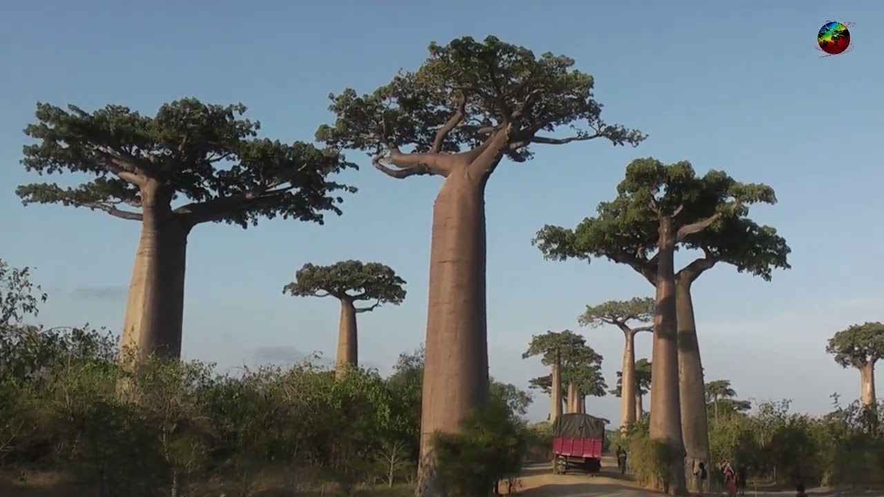 Madagascar, Sunset at the Avenue of the Baobabs - Morondava 2024