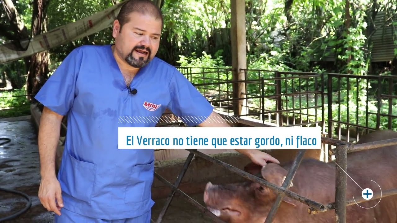 Alimentaci&oacute;n en Verracos | NutriCapsula Cerdimor