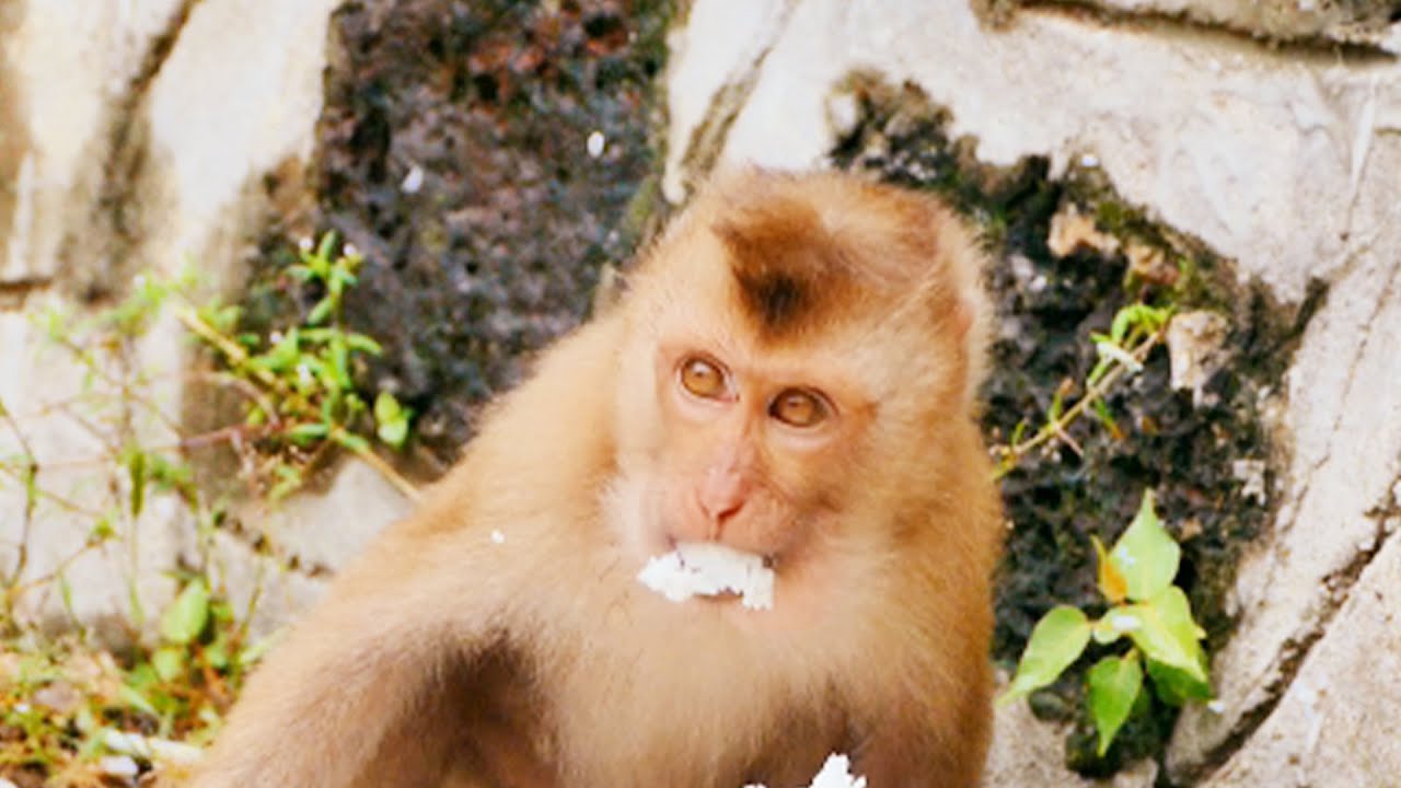 Abandoned Monkey Lipa Eating With Scary of Others Grabbing Her Food But She Looks Very Full Now