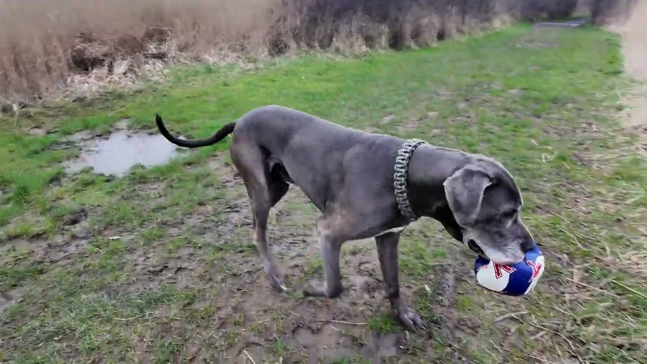 Thursday morning walk with king 🤴 🐾💙💙