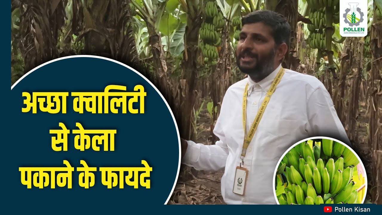 कौन से महीने में केला प्लांटेशन करें ? | Pollen Kisan