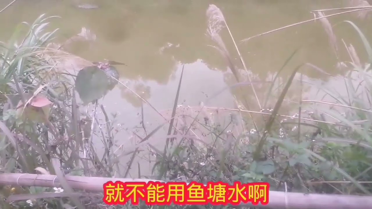 帆布鱼池养鱼失败了，它的原因到底是什么？这种方式到底行不行？