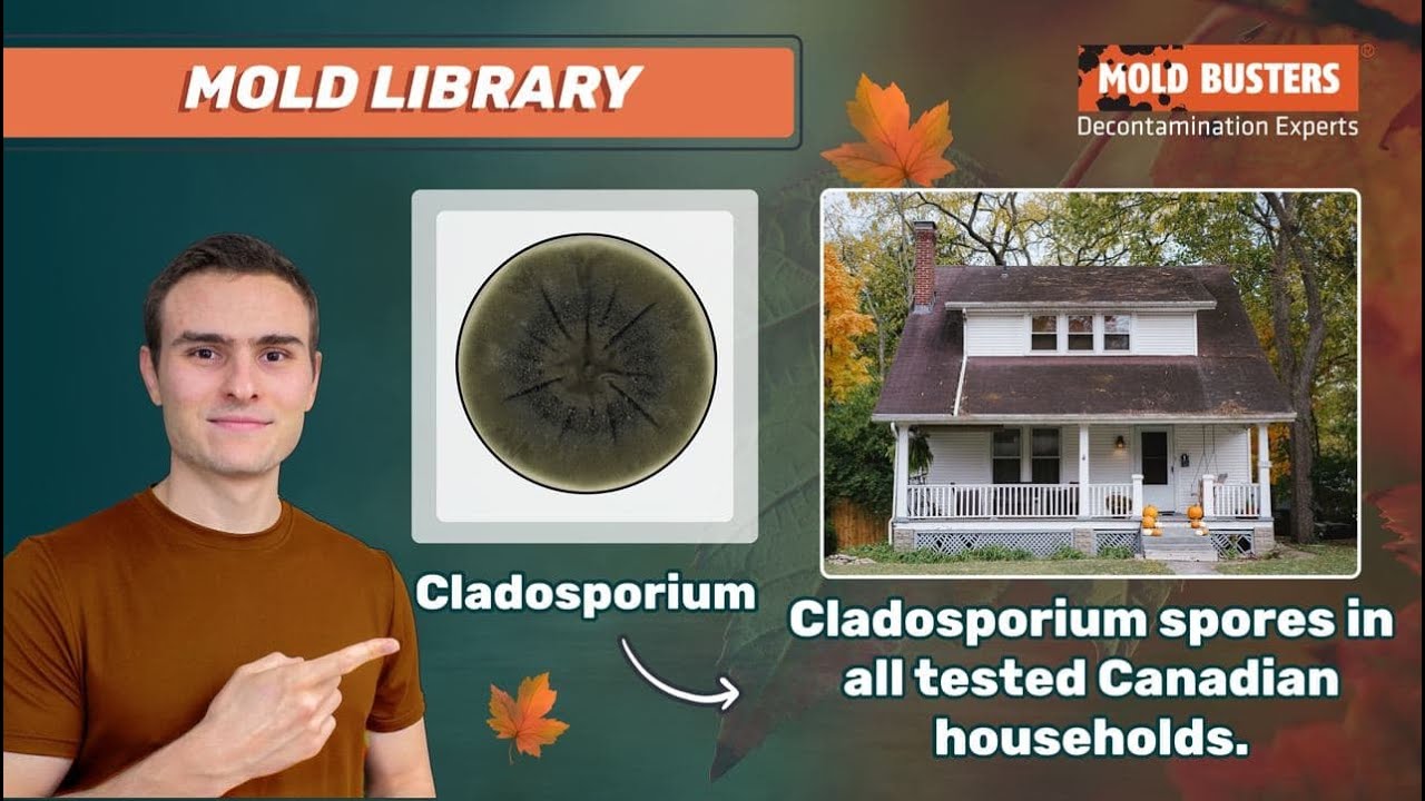 🦠Cladosporium - 📚Mold Library - Mold Busters