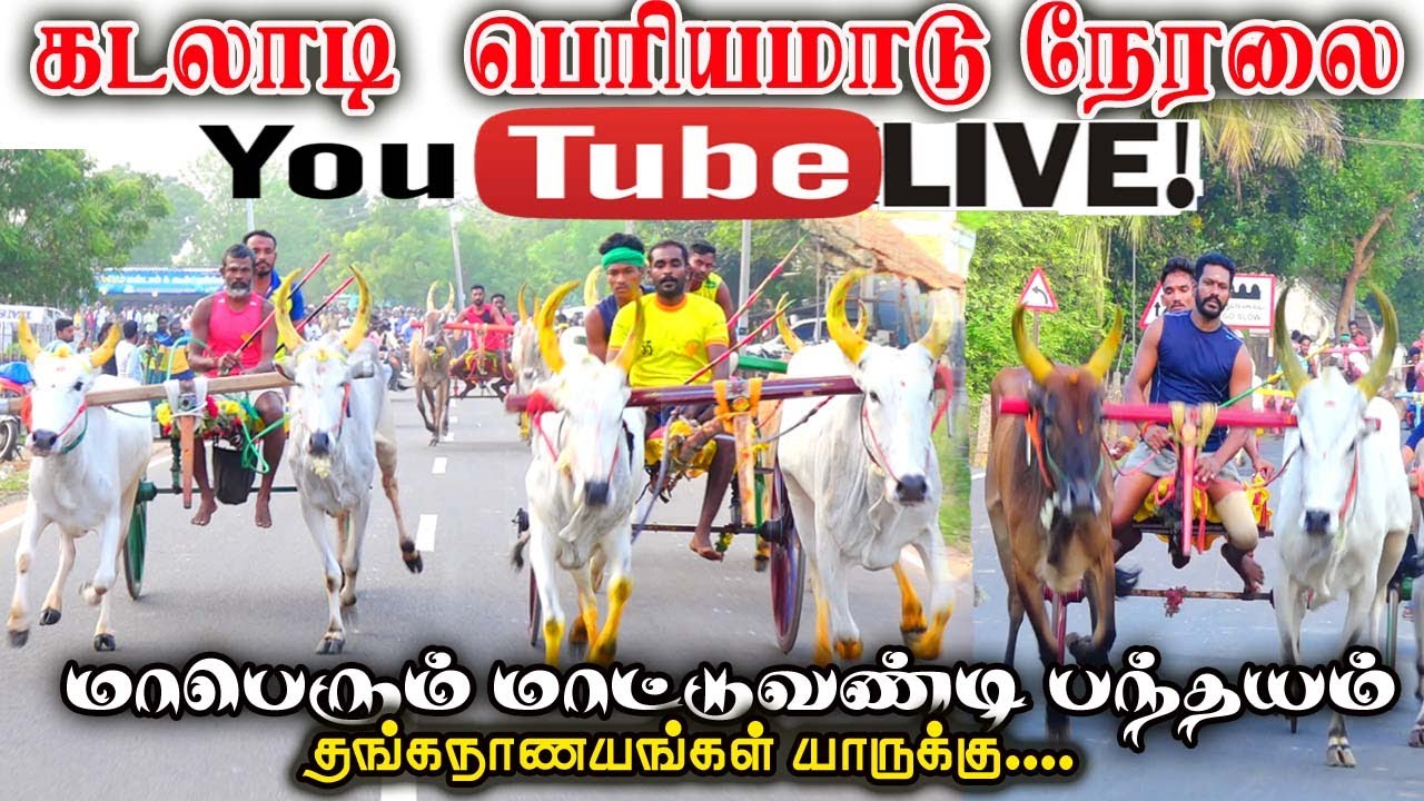 பெரிய மாடு பந்தயம் திருநாதன்