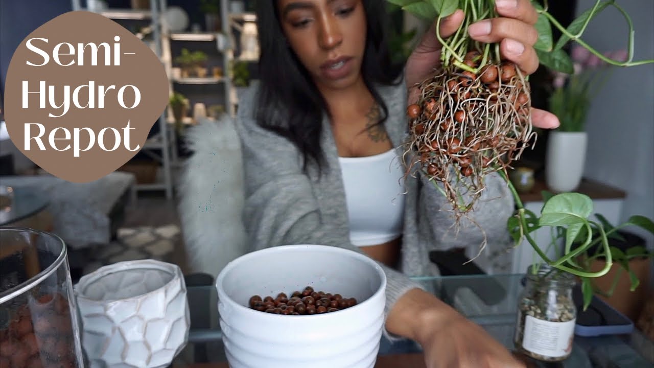 Repotting Plants In LECA & PON