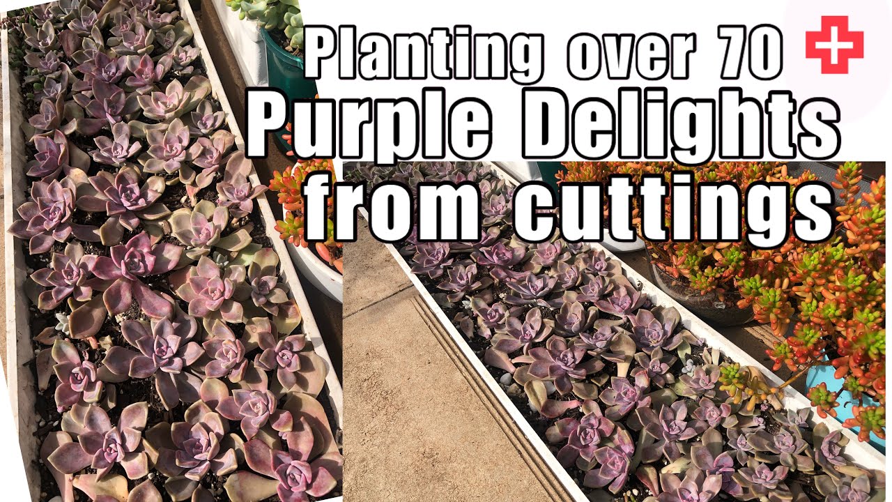 PLANTING OVER 70 CUTTINGS OF PURPLE DELIGHTS  | Graptopetalum Purple Delight | Succulents