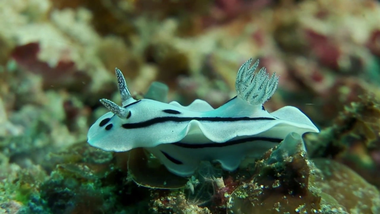 Los Nudibranquios