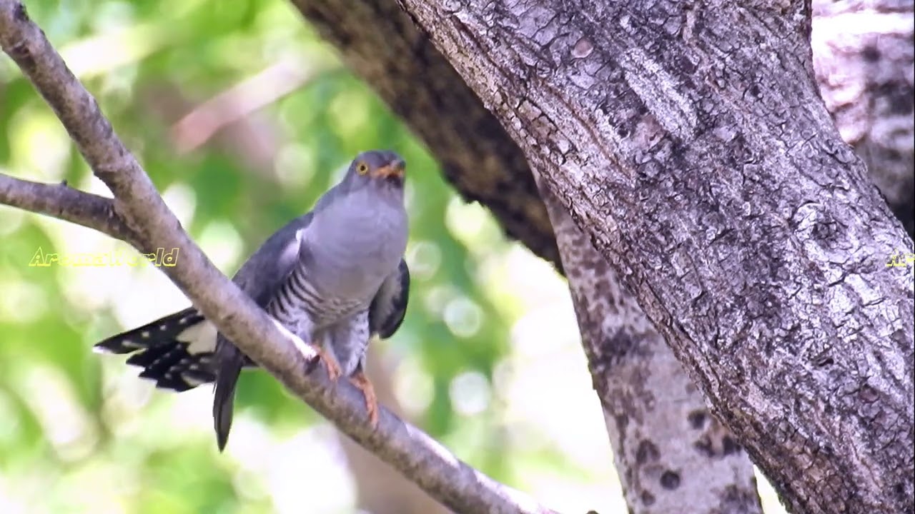 Common Cuckoo Calling