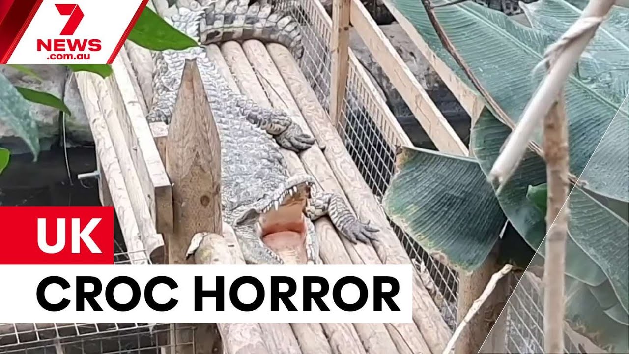 Мальчика бросили в вольер с крокодилами в зоопарке Великобритании | 7NEWS