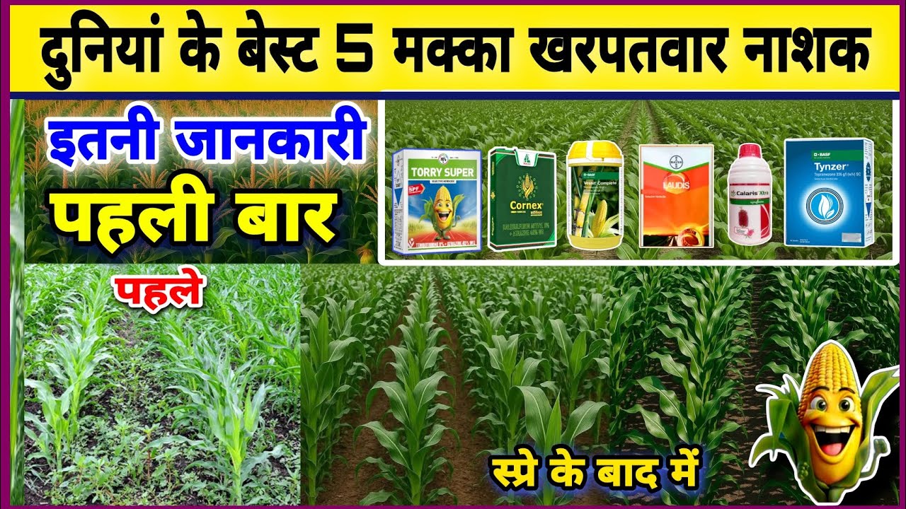 मक्का के बेस्ट 5 खरपतवार नाशक | Makka me kharpatwar nashak dawai | Makka me chara marne ki dawa |