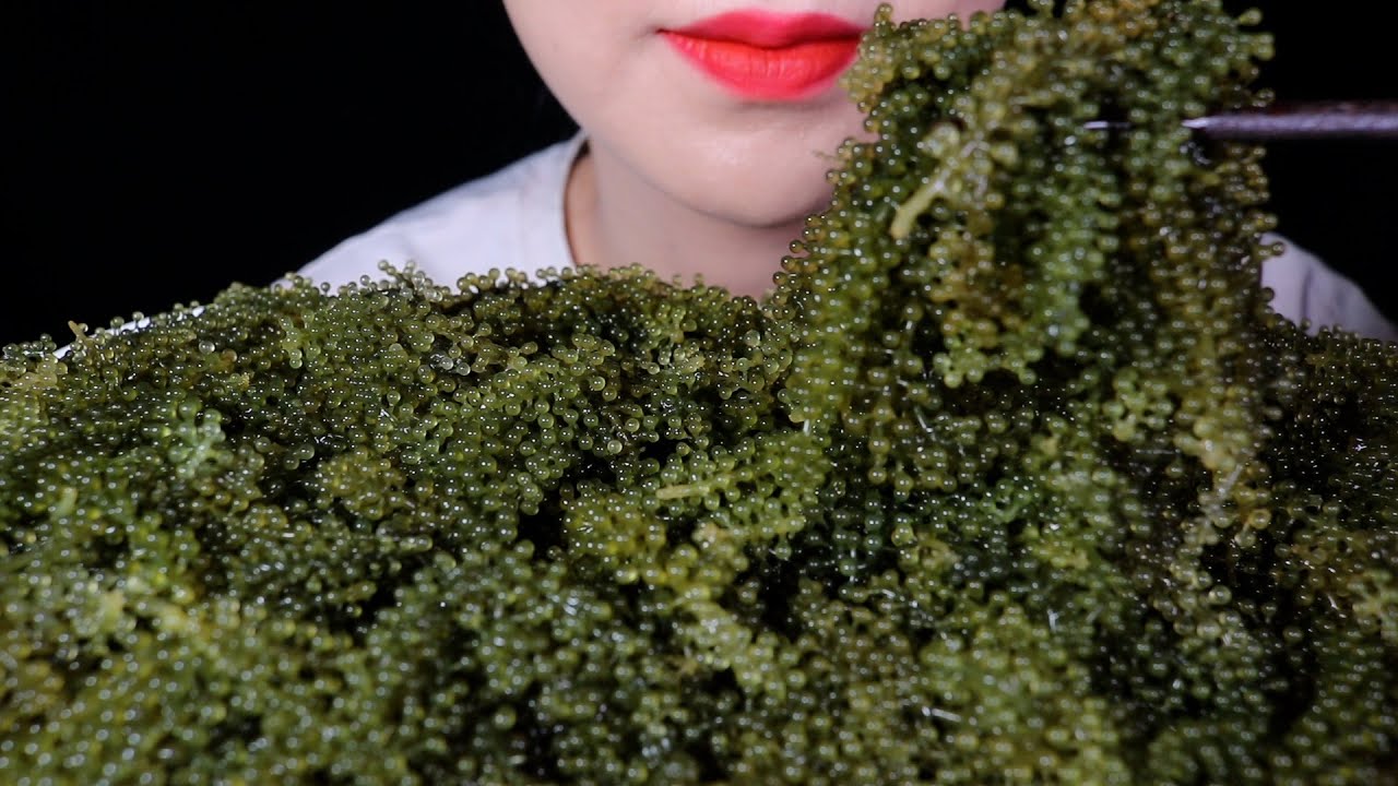 바다포도 먹방 Sea Grapes MUKBANG