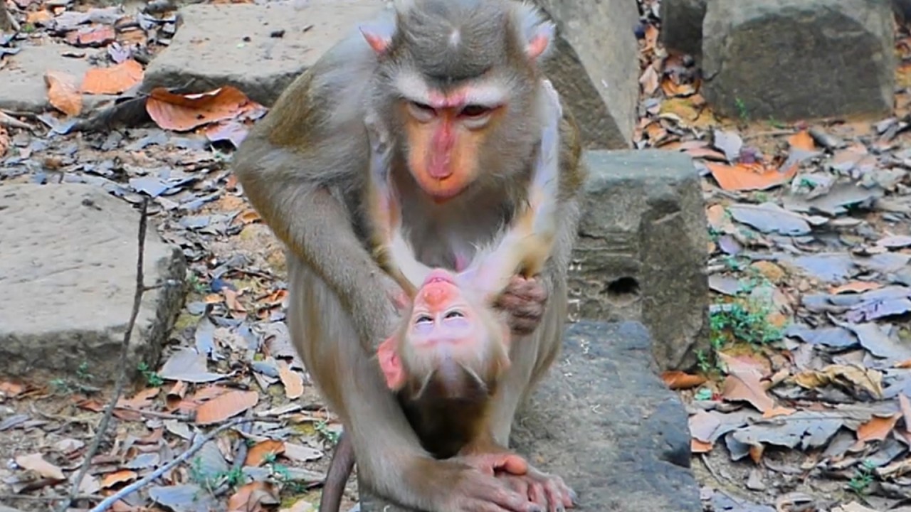 Baby Monkey Lucan Begs for Milk from Mom Lauy but She Refuses – Emotional Monkey Family Moment🐒💞