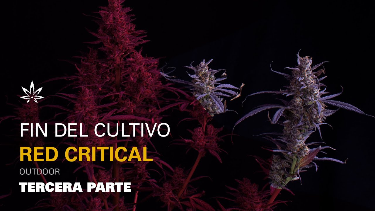 CULTIVO RED CRITICAL AUTO EN EXTERIOR: D&Iacute;A 70 AL 109