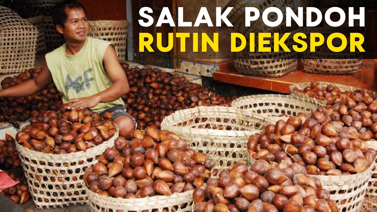 Cerita Sukses Petani Salak Pondoh Jadi Kebun Wisata dan Buahnya Rutin Diekspor