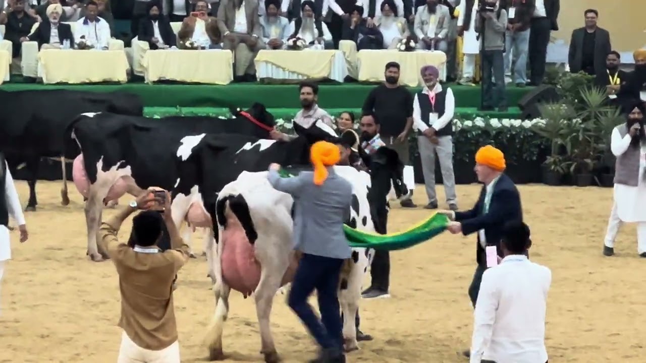 Pdfa dairy expo 2026 Jagraon , top three 3️⃣ cows 🐄 in punjab #dairyfarming #pdfajagraon #farming 