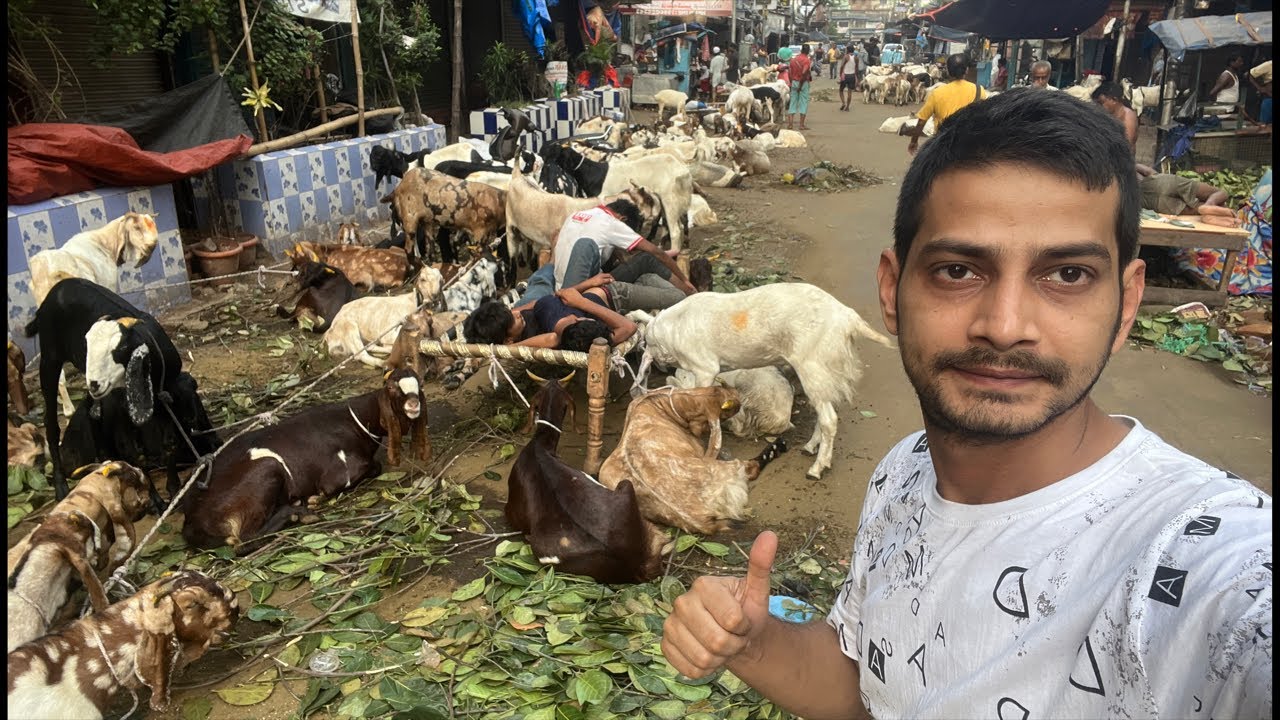 Zakaria Goat Sale | Bakrid Goat Market