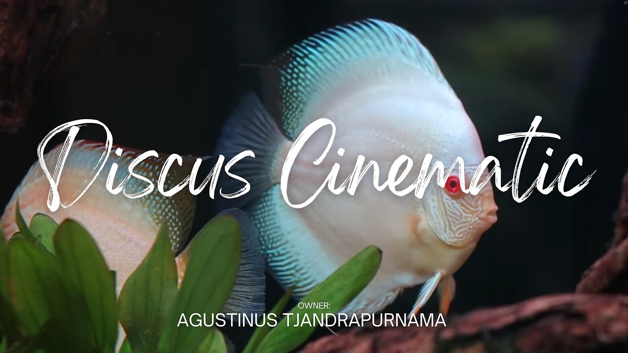 DISCUS FISH AQUASCAPE! OWNER: AGUSTINUS TJANDRAPURNAMA