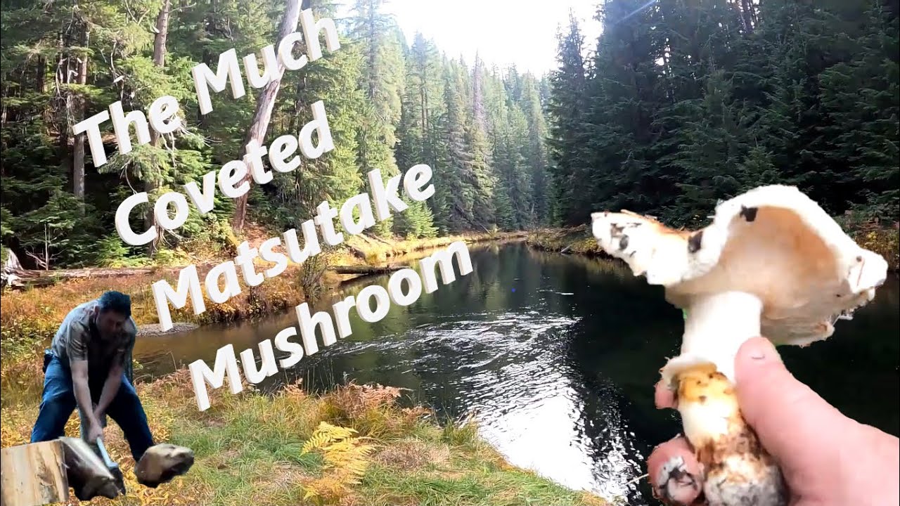 Wilderness Mushroom Country Camp and Pick