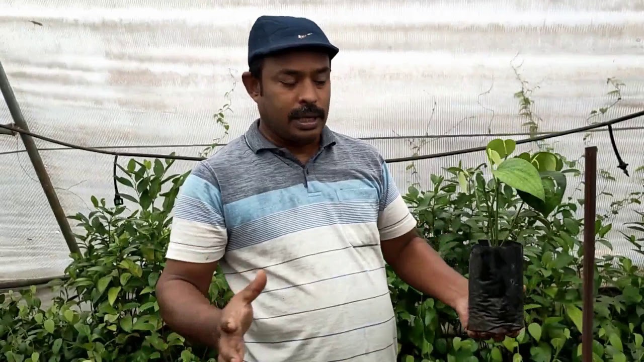 Bush Pepper Cultivation